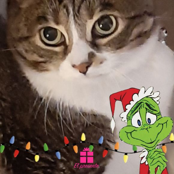 Meet your Posher, Cynthia - Picture 1 of 1